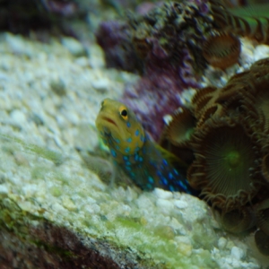 Blue Spot Jawfish