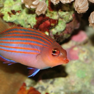 sixline wrasse