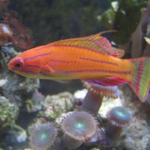 wrasse_entry