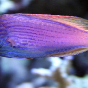 lineatus wrasse