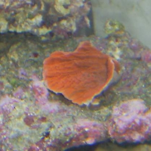 pictures of my tank