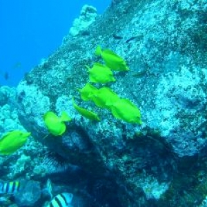 Scuba - Kona