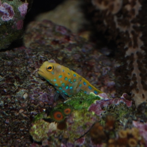 Blue Spot Jawfish