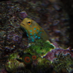 Blue Spot Jawfish