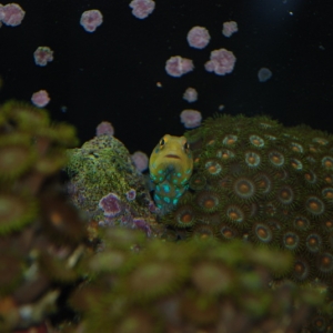 Blue Spot Jawfish