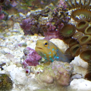 Blue Spot Jawfish