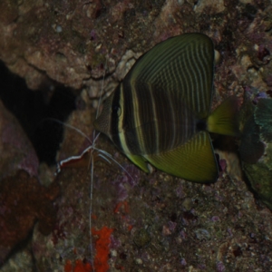 Sailfin Tang w/ Cleaner Shrimp