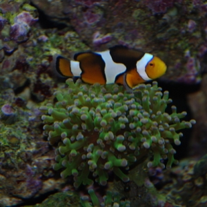 Clown Hosting Frogspawn