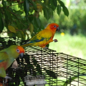 My Parrots