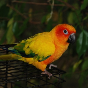 Sun Conure