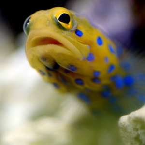 Blue Spot Jawfish