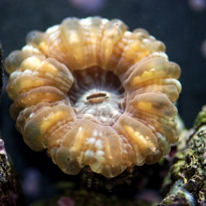 Donut Coral