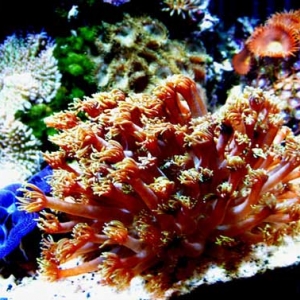Goniopora Flowerpot coral