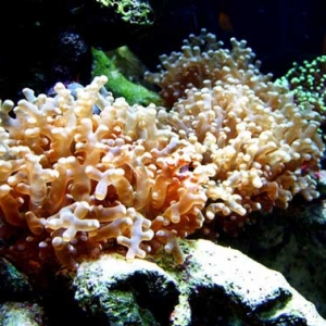Frogspawn and Torch Coral
