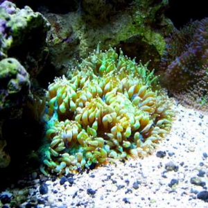 Elegance Coral