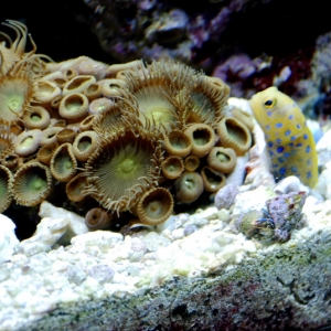 Blue Spot Jawfish