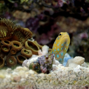 Blue Spot Jawfish