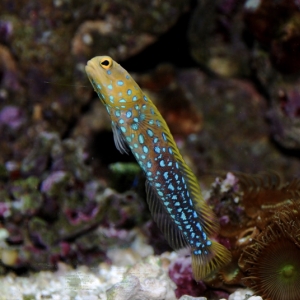 "Dotty"  My Blue Spot Jawfish