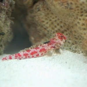 Red_Scooter_Blenny