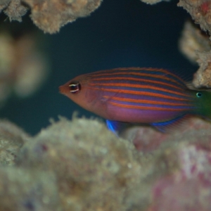 Six_Line_Wrasse