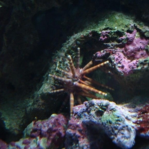 Urchin