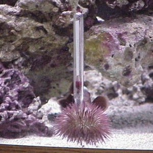 Floating Urchin
