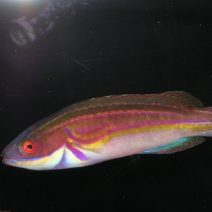 Labouti Wrasse