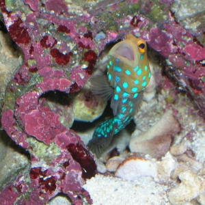 Bluespot Jawfish