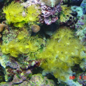 corals_004