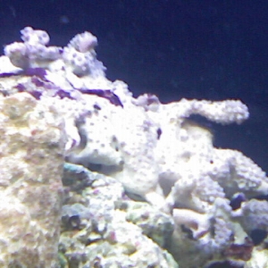 Freddie's Reef