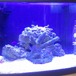 Freddie's Reef