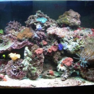 saltwatertanklivingM