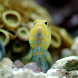Blue Spot Jawfish