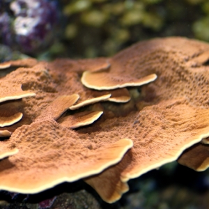 Montipora Cap.