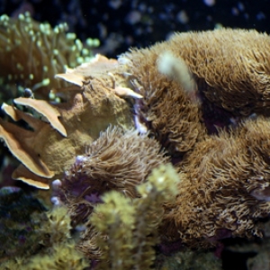 Star Polyps Invading Monti. Cap.