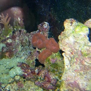 Red Coral