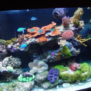 150 gallon reef