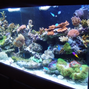 full length shot  150 gallon reef