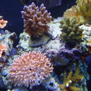 up close Acropora corals