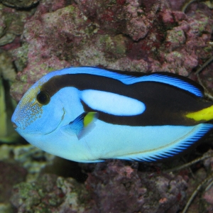 Hippo tang