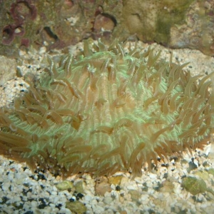 Plate Coral