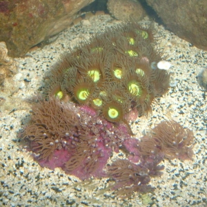 Zoanthids and Purple Star Polyps