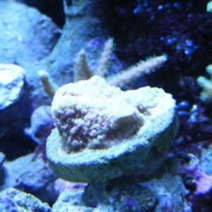 Pink Polyped Montipora