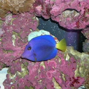 Purple Tang