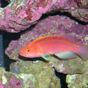 Rose-Band Fairy Wrasse