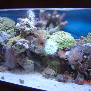 my 20 g reef