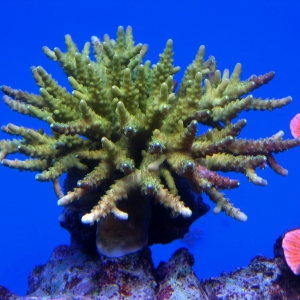 yellow_6-5