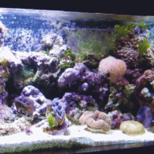 Tank of Warts