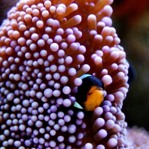 Black and White clowns & haddoni anemone