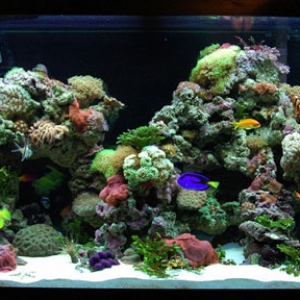 90 gal reef